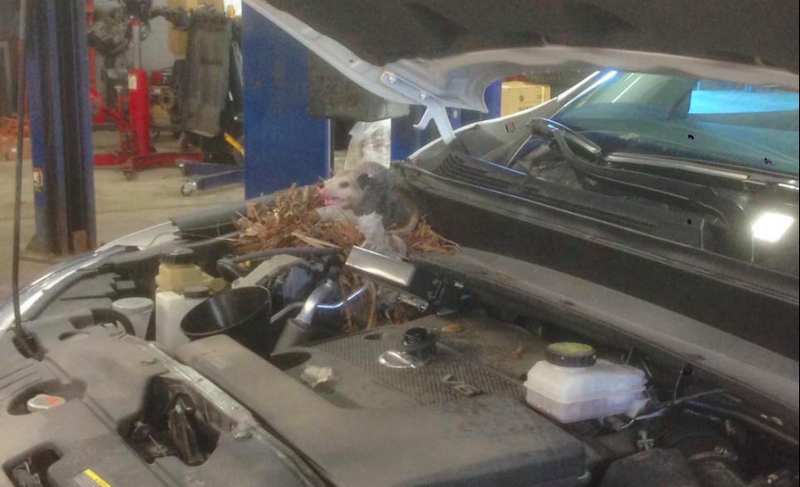 Illustration for article titled The Number of Nuts Stuffed Into This Nissan Murano's Engine Bay Is Astonishing